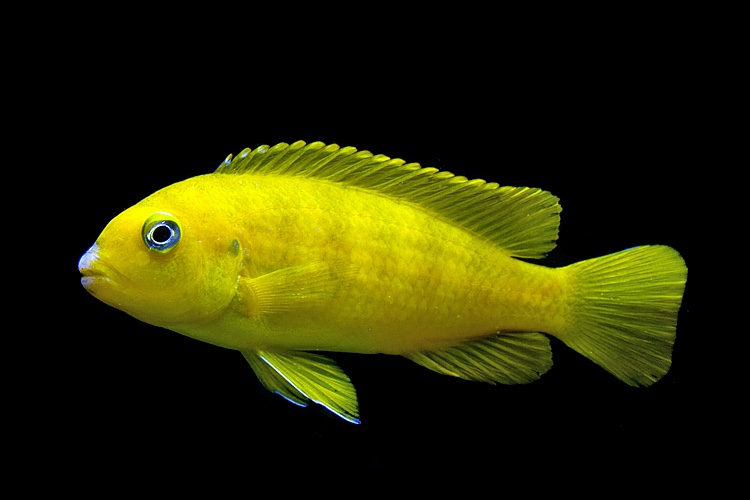 Chindongo saulosi 'Taiwanee Reef'